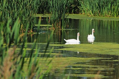 kuğular yeşilliklerle çevrili kırsal bir gölet üzerinde