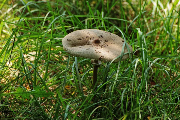 Grand champignon brun dans l'herbe verte haute — Photo