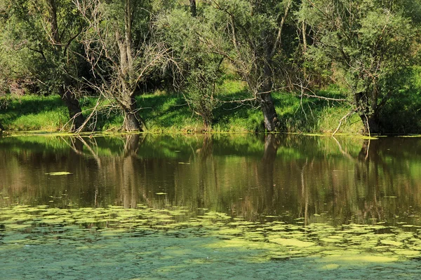 Árboles en la orilla de un estanque . —  Fotos de Stock