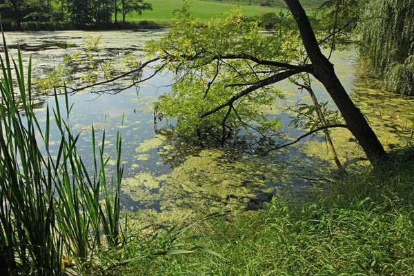 Paisagem rural com árvores, lagoa e muita verde — Fotografia de Stock