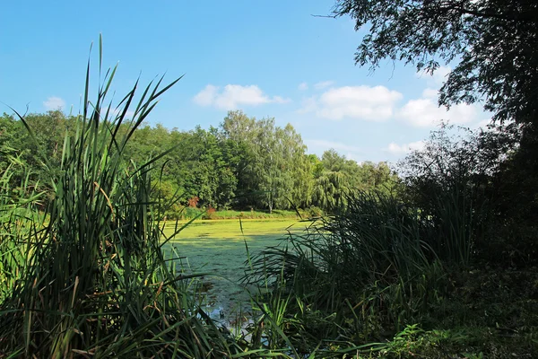 Ländliche Landschaft mit Bäumen, Teich und viel Grün — Stockfoto