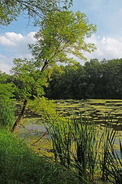 Strom se naklání na hladině rybníka — Stock fotografie