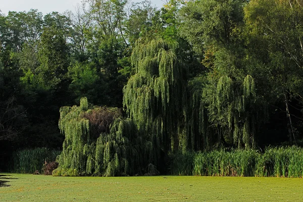 Zelené vrby na břehu rybníka — Stock fotografie