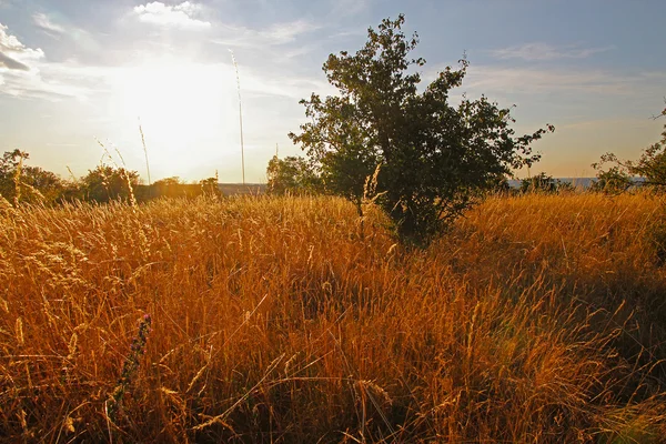 Uzun otların ile çayır ortasında günbatımında bush — Stok fotoğraf