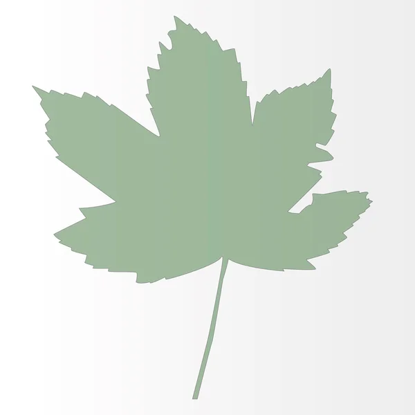 Vector tekening van een grote groene maple leaf — Stockvector