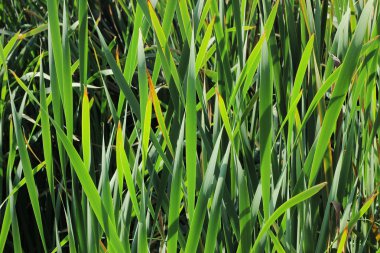 Arka plan sazlık yaprakları