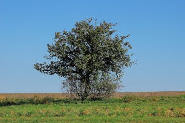 bir alandaki küçük ağaç
