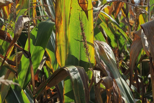 Herbstfeld mit Mais — Stockfoto