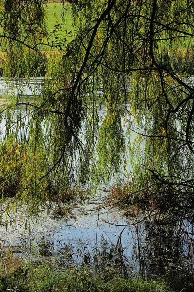 Salgueiro inclinado sobre a superfície da lagoa — Fotografia de Stock