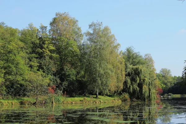 Árvores e arbustos no banco da lagoa — Fotografia de Stock