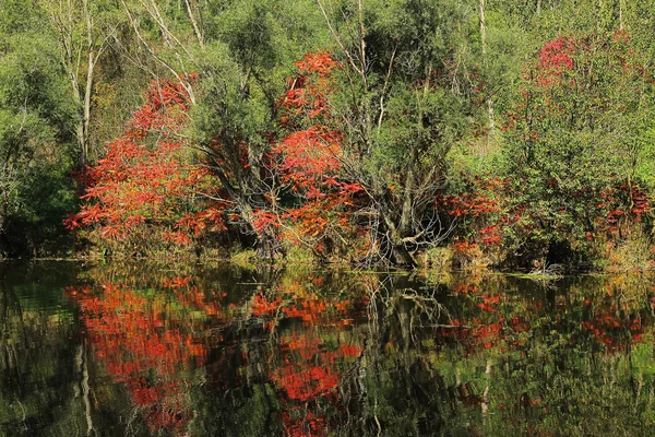 Árboles y arbustos en la orilla del estanque —  Fotos de Stock