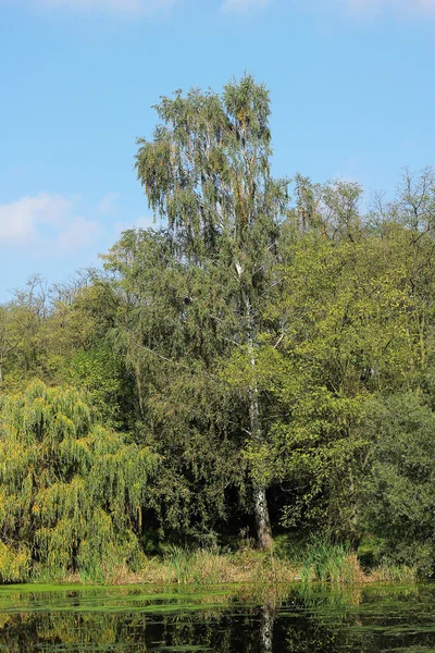 Břízy na břehu rybníka — Stock fotografie