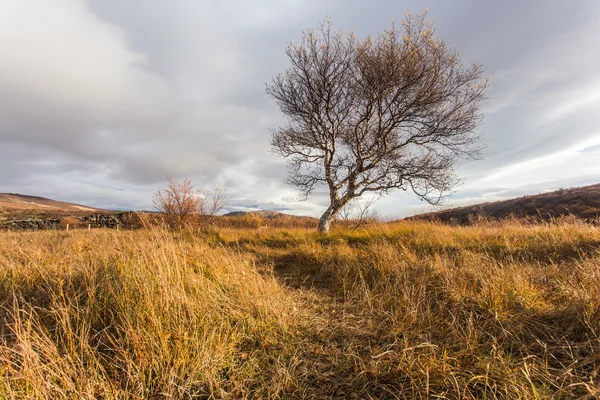 Landscape with a tree. Autumn Iceland — Stock Photo, Image