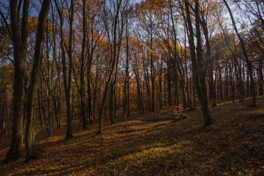 Sonbahar orman. Güzel doğa
