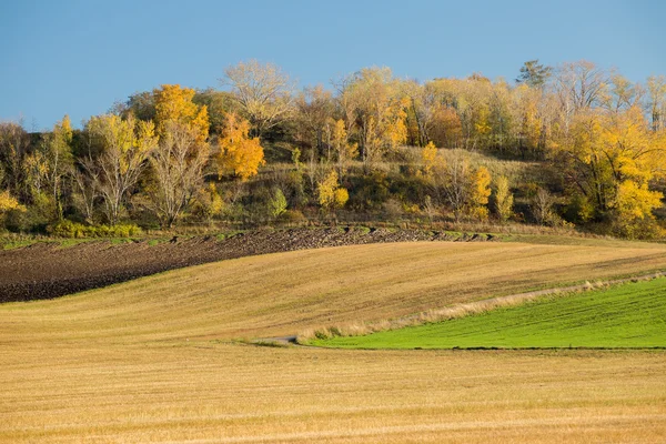 Ağaçları ile sonbahar alan — Stok fotoğraf