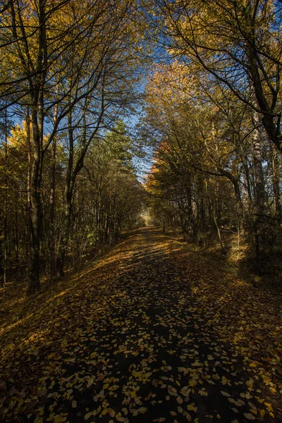 Podzimní cesta v lese — Stock fotografie