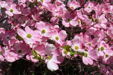 İlkbaharda çiçek açan odun (Cornus florida rubra)