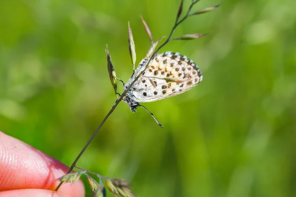 Primer Plano Mariposa Azul Cuadros Scolitantides Orion Colgando Una Hoja —  Fotos de Stock