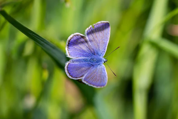 夏の高山草原の草の葉にある青い蝶のマクロです — ストック写真