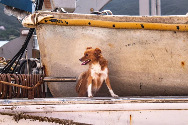 dog sitting infront of old boat waiting from his owner to start boat trip