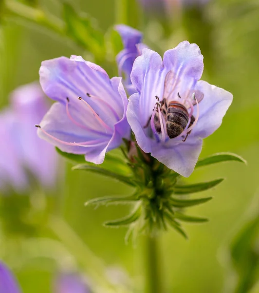 Macro Honey Bee Apis Mellifera Collecting Pollen Paterson Curse Echium — Foto de Stock