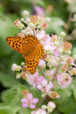 Mattinata, Gargano Ulusal Parkı, Apulia İtalya 'da görülen böğürtlen (rubus) çiçeğinin üzerinde gümüş yıkanmış bir fritiller kelebeğine (argynnis paphia) yakın plan; biyolojik çeşitlilik ekosistem kavramını kurtarır