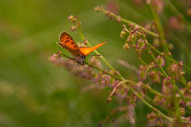 Pfossental (Naturpark Texelgruppe) Schnals Sdtirol 'un dağ çayırında erkek büyük bakır kelebeği (Lycaena dispar); biyolojik çeşitlilik ekosistem kavramını kaydeder