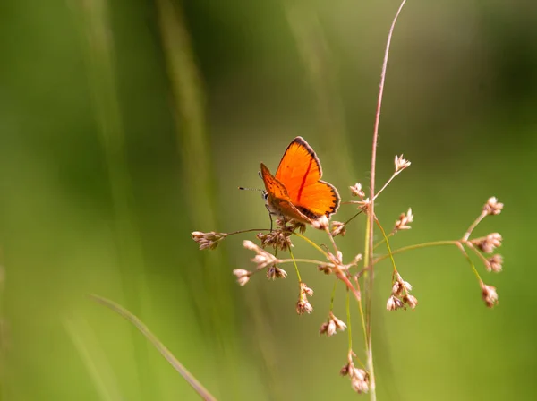 Самцы Редкой Медной Бабочки Lycaena Virgaureae Горном Лугу Пфоссенталь Naturpark — стоковое фото