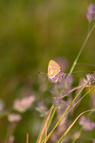 Alpenheide Schmetterling Coenonympha Gardetta Auf Einem Grashalm Der Bergwiese Von — Stockfoto