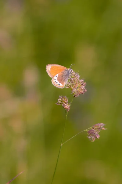 高山草甸蝴蝶 Coenonympha Gardetta 生活在普福萨尔 自然公园 斯迪洛尔山草甸的一片草叶上 生物多样性拯救了生态系统概念 — 图库照片