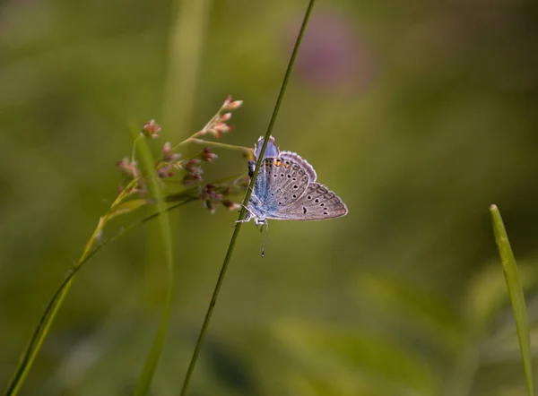 Makro Pospolitego Motyla Niebieskiego Polyommatus Icarus Łące Górskiej Pfossental Naturpark — Zdjęcie stockowe