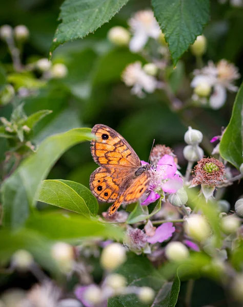 マッタニータ ガルガーノ国立公園 プーリアイタリアで見られるブラックベリー ランバス の花で草原の茶色の蝶 Maniola Jurtina の閉鎖 生物多様性は生態系の概念を保存します — ストック写真