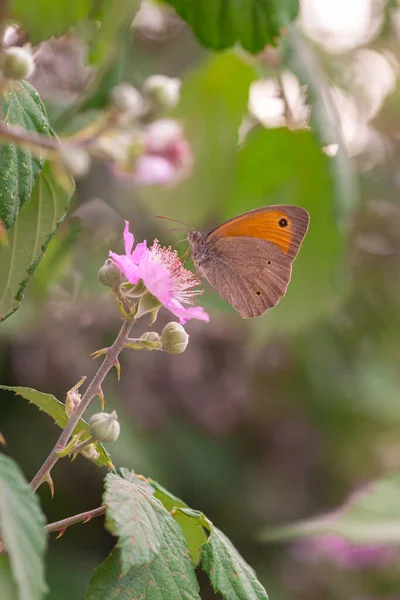 マッタニータ ガルガーノ国立公園 プーリアイタリアで見られるブラックベリー ランバス の花で草原の茶色の蝶 Maniola Jurtina の閉鎖 生物多様性は生態系の概念を保存します — ストック写真
