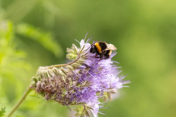 Lila Tansy Phacelia Tanacetafolia Virágzás Felé Repülő Poszméhek Bombák Makrója — Stock Fotó