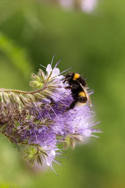 Lila Tansy Phacelia Tanacetafolia Virágzás Felé Repülő Poszméhek Bombák Makrója — Stock Fotó