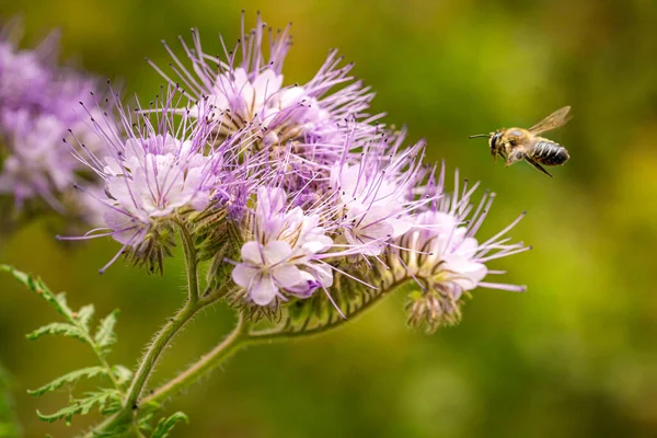 Macro Honey Bee Apis Mellifera Flying Purple Tansy Phacelia Tanacetafolia — Foto de Stock