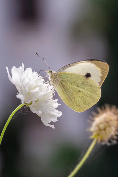 白菜の白菜 ピエリス ラパエ 蝶の白菜 スカビサ のマクロ 無農薬環境保護コンセプト — ストック写真