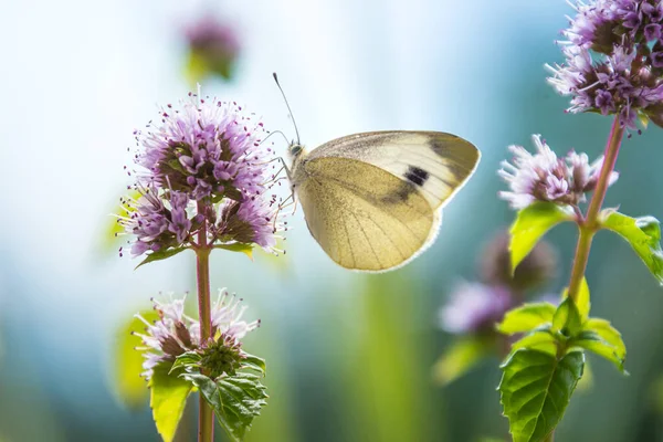 Bir eau-de-kolonya nanesi (mentha citrata) üzerindeki bir lahana beyazı (pieris rapae) kelebeği; böcek ilacı içermeyen çevre koruma kavramı;