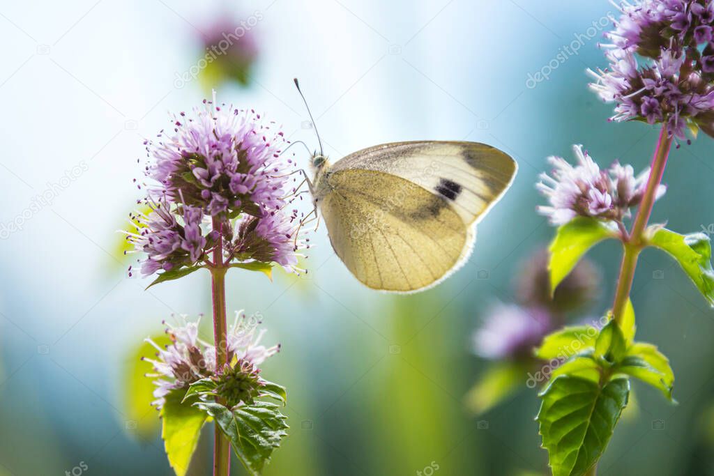 Macro of a cabbage white (pieris rapae) butterfly on a eau-de-cologne mint (mentha citrata); pesticide free environmental protection concept;