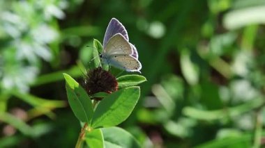 Dişi cupido alcetas Provencal kısa kuyruklu mavi kelebek solmuş trifolium pratense çiçeğinde. 