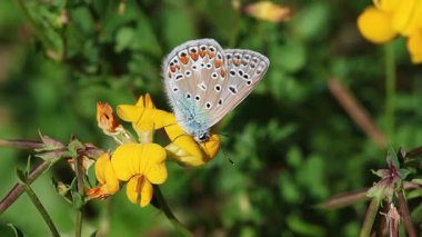 Yaygın mavi polyommatus icarus kelebeği kuş ayağı trefolil lotus corniculatus çiçeği üzerinde.