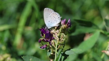 Dişi cupido alcetas Provencal kısa kuyruklu mavi kelebek..