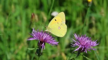 Bulutlu sarı bir klip. Kelebek. Centaurea Jacea çiçeğinin üzerinde oturuyor.. 