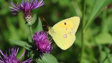 Bulutlu sarı bir klip. Kelebek. Centaurea Jacea çiçeğinin üzerinde oturuyor.. 