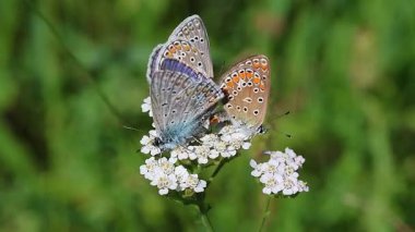 Erkek kelebek, Achillea Millefolium 'da çiftleşirken bir çift mavi kelebeği rahatsız eder.. 