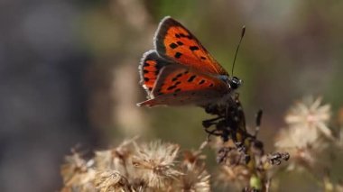 Küçük bir kopçanın kısa klipsi ya da solmuş çiçeğin üzerindeki Lycaena phlaeas. 