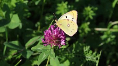 Kısa bir Colias Royale klibi. Solgun, sarı, bulutlu kelebek.. 