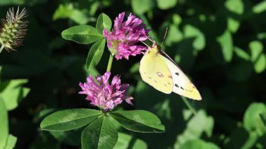 Bir Colias Hyale 'in kısa bir klibi. Kırmızı yonca çiçeğinin üzerinde soluk bulutlu sarı kelebek..
