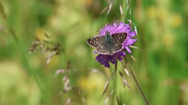 Bir pirus alveus 'un kısa bir klipsi Büyük Grimli Kelebek Scabiosa çiçeğinin üzerinde. 