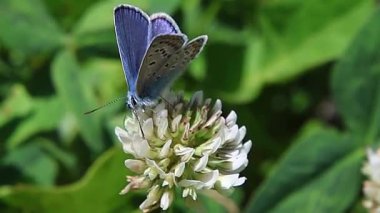 Polyommatus icarus Trifolium üzerinde yaygın mavi pişmanlık, beyaz yonca çiçek. 